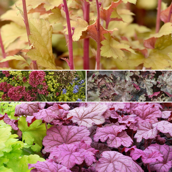 Heuchera 