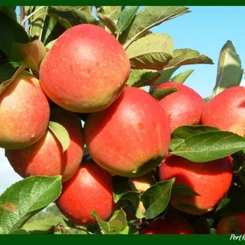 Malus domestica 'North Pole' 