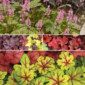 Heucherella 'Multiple Varieties' 