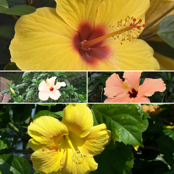 Hibiscus rosa-sinensis 'Multiple Varieties' 