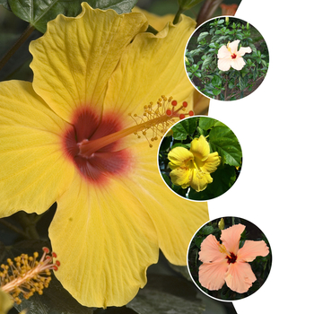 Hibiscus rosa-sinensis 'Multiple Varieties'