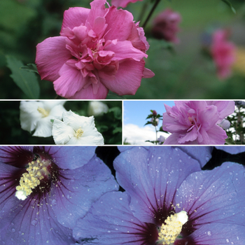 Hibiscus syriacus 'Multiple Varieties' 