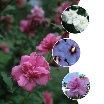 Hibiscus syriacus 'Multiple Varieties'