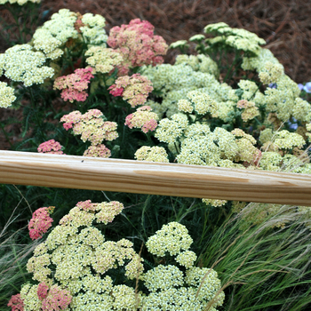 Achillea millefolium 'Peachy Seduction'