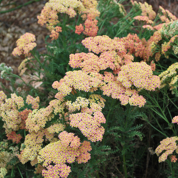 Achillea millefolium Tutti Frutti™ 'Pineapple Mango' (052828)