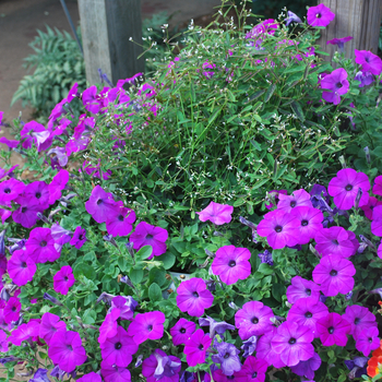 Petunia 'Avalanche Grape'