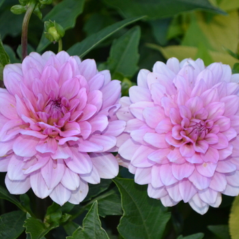 Dahlia 'Aztec™ Paraiso®'