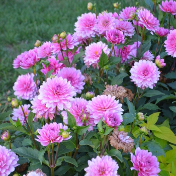Dahlia 'Aztec™ Paraiso®' (052842)