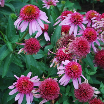 Echinacea Double Scoop™ 'Bubblegum'