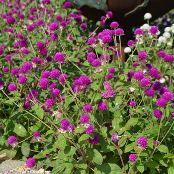 Gomphrena globosa 'All Around'