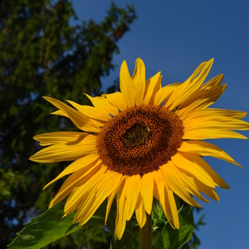 Helianthus annuus 'Sol de Oro'