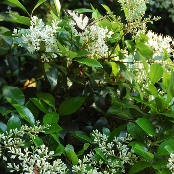 Ligustrum japonicum