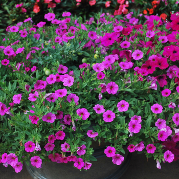 Petunia 'Calitunia® Purple'