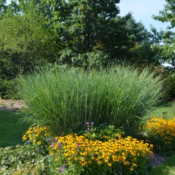 Panicum virgatum 'Cloud Nine'