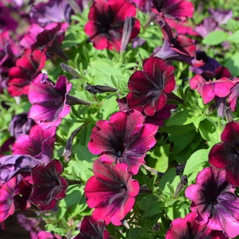 Petunia Sweetunia® 'Bordeaux'