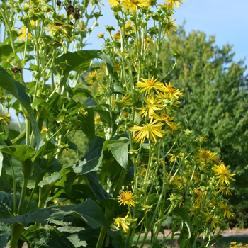 Silphium perfoliatum