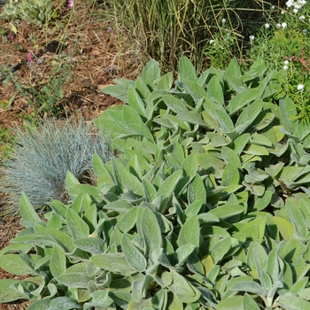 Stachys byzantina