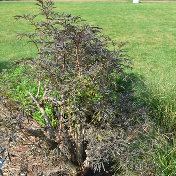 Sambucus nigra