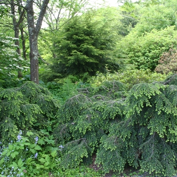 Tsuga canadensis 'Bennett' 