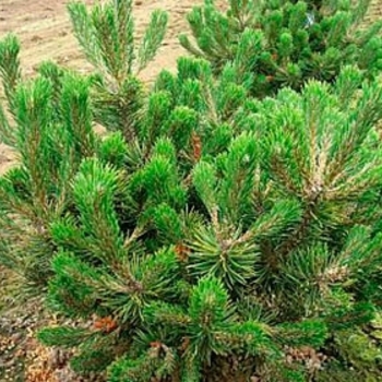 Pinus mugo 'La Cabana' 