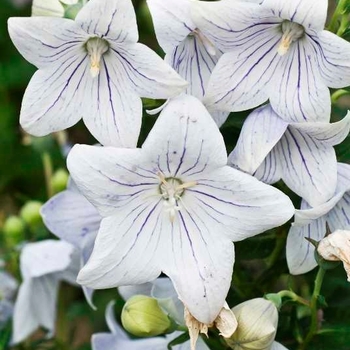 Platycodon grandiflorus 'Fairy Snow' 