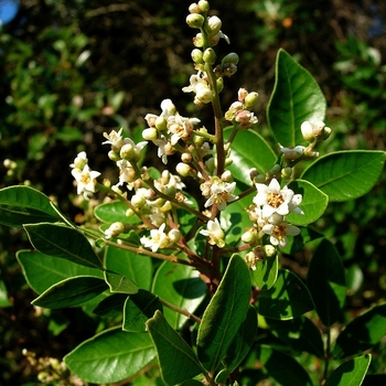 Rhus virens