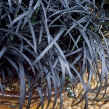 Ophiopogon planiscapus 'Ebknizam' 