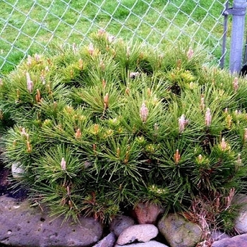 Pinus thunbergii 'Banshoho' 