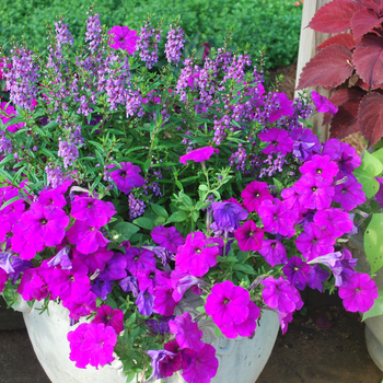 Angelonia angustifolia Serena® '' (052976)