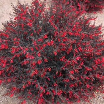 Eremophila maculata 'Valentine®' 