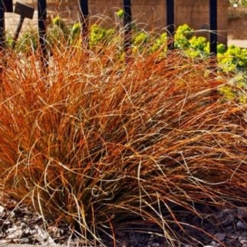 Carex testacea 'Indian Summer' 