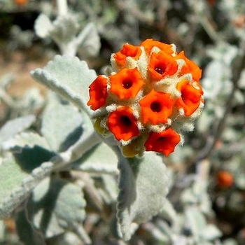 Buddleia marrubifolia