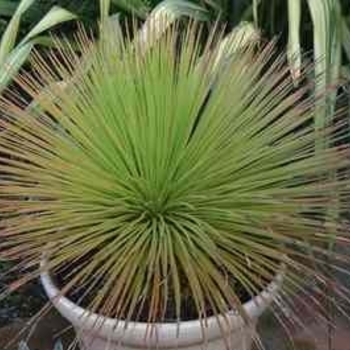 Agave gemniflora