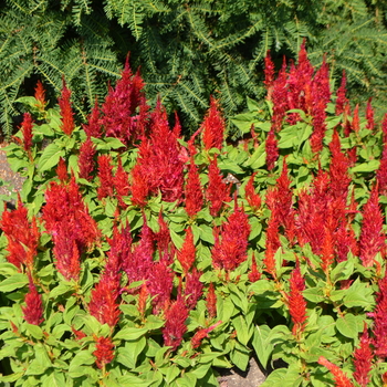 Celosia argentea plumosa 'Arrabona' (053047)
