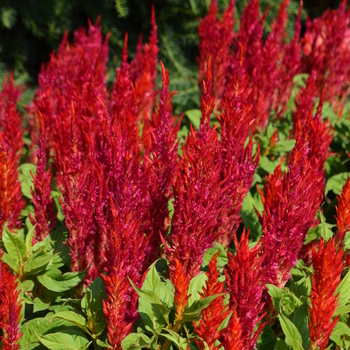 Celosia argentea plumosa 'Arrabona' (053048)