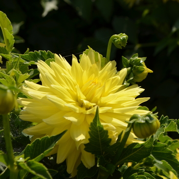 Dahlia 'Aztec™ Durango®'