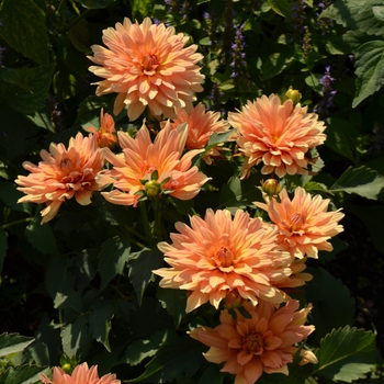 Dahlia 'Aztec™ Hidalgo®' 