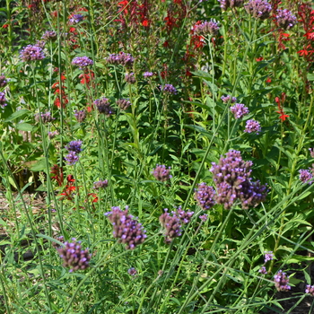 Angelica gigas