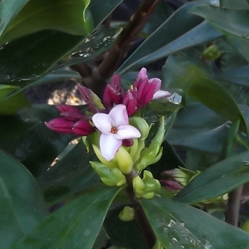 Daphne odora 'Zuiko Nishiki' 