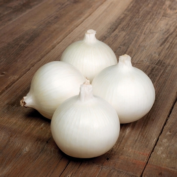 Allium 'Bello Blanco' 