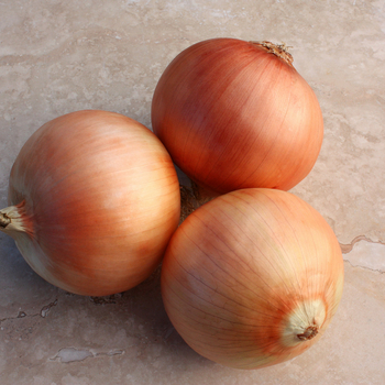 Allium 'Great Western'