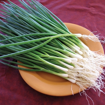 Allium 'White Gem' 