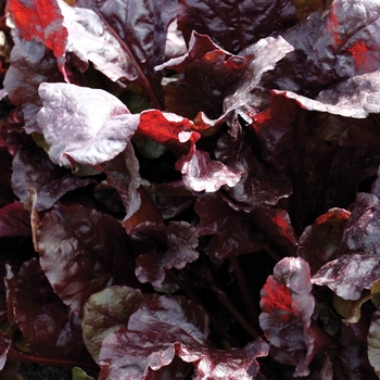 Beta vulgaris 'Bull's Blood'