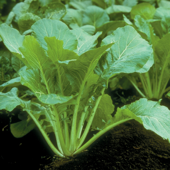 Brassica 'All Top F1'