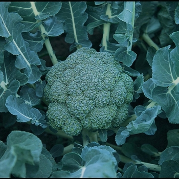 Brassica oleracea var. italica 'Arcadia'