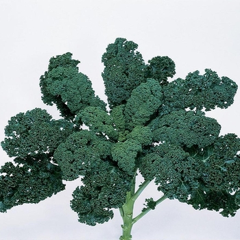 Brassica oleracea var. acephala 'Blue Ridge'