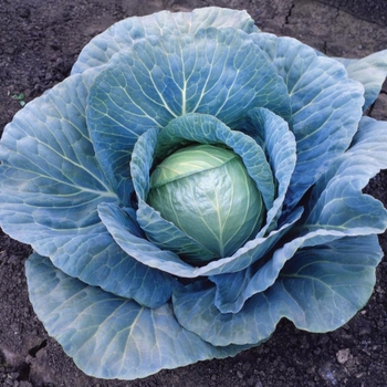 Brassica 'Blue Vantage F1'