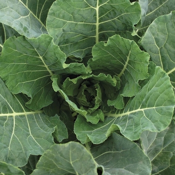 Brassica 'Bulldog F1' 