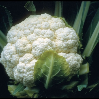 Brassica 'Candid Charm F1' 