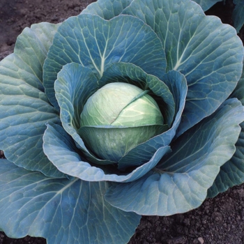 Brassica 'Charmant F1'